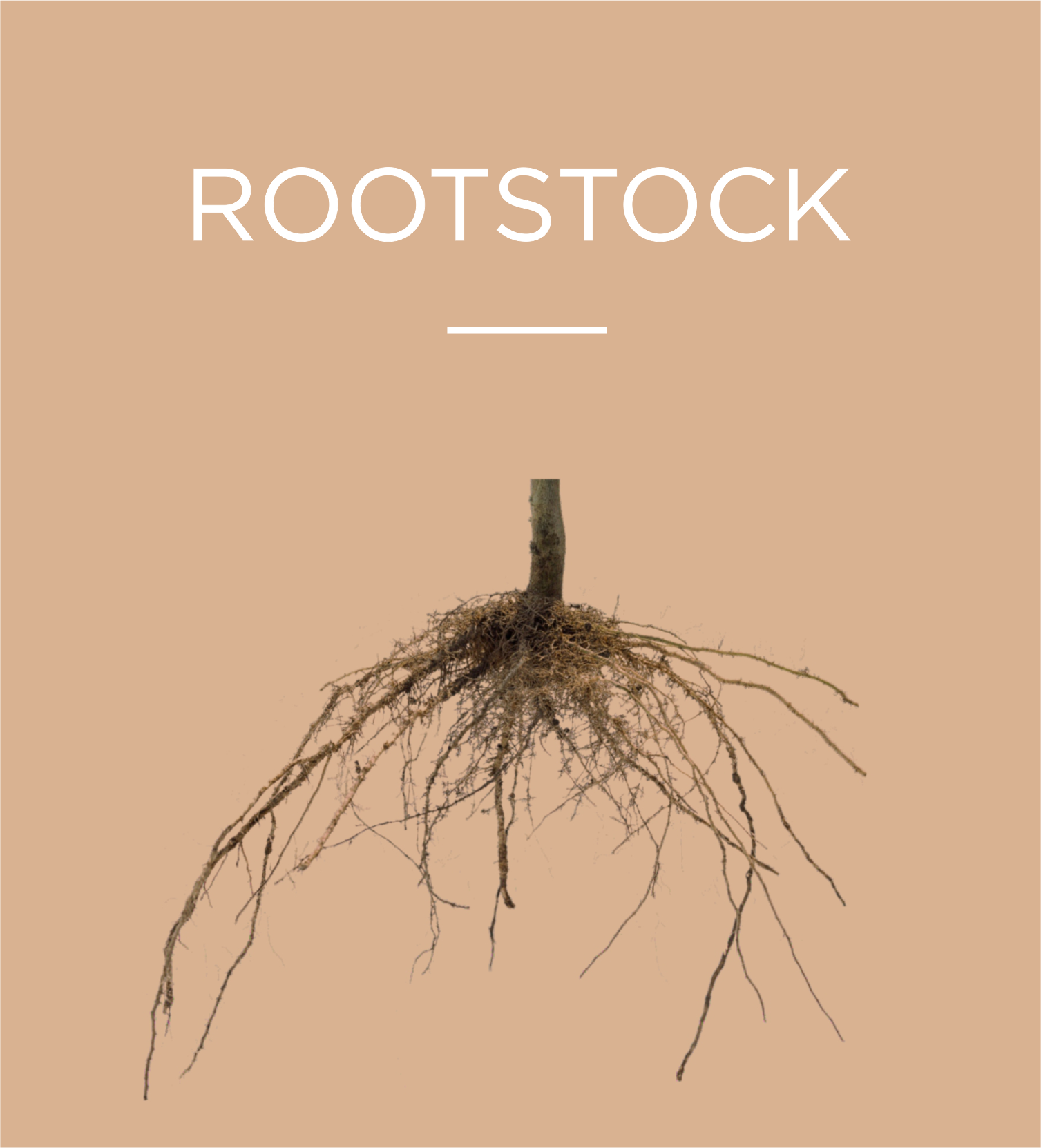 Rootstock2, Stargrow